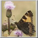 Aglais urticae - Kleiner Fuchs 10.jpg